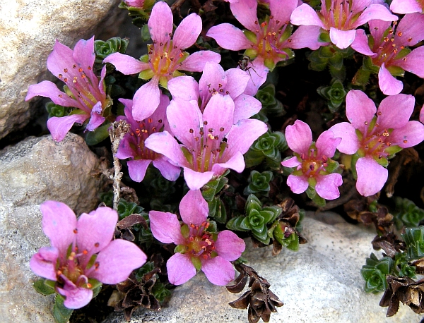 Saxifraga oppositifolia subsp. oppositifolia/ Sassifraga a foglie opposte